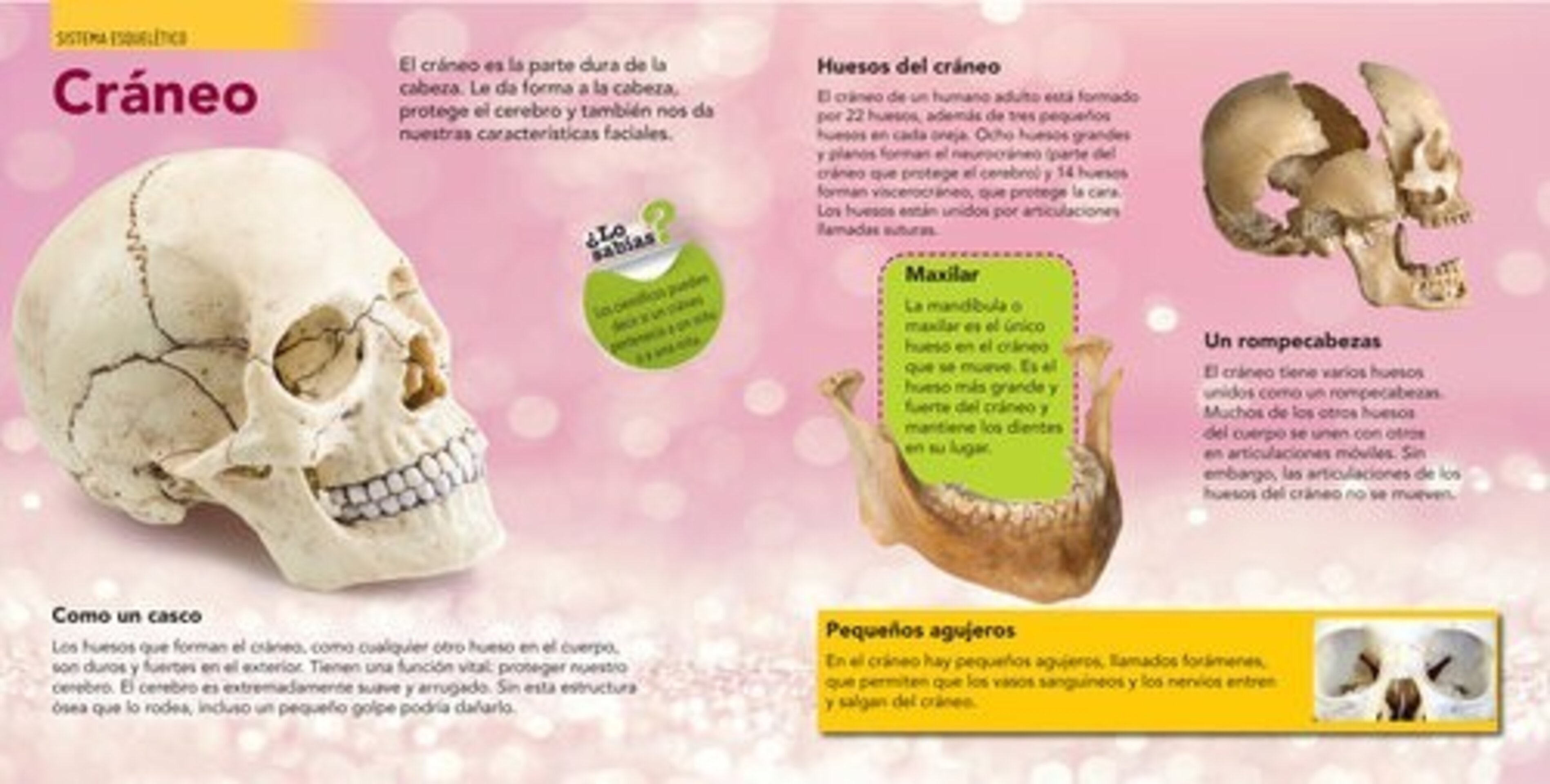 ENCICLOPEDIA INFANTIL DEL CUERPO HUMANO ( AUTORES, VARIOS) - 2